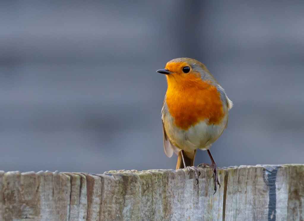 Stock photo of a robin on a wooden fence