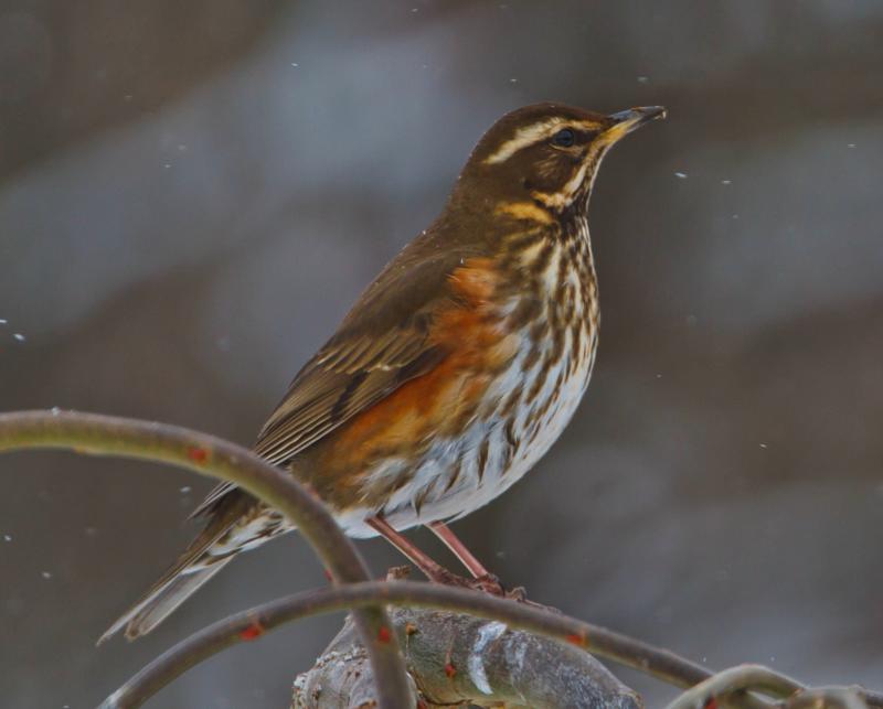 a perched redwing looking up to the right, showing the red underwing
