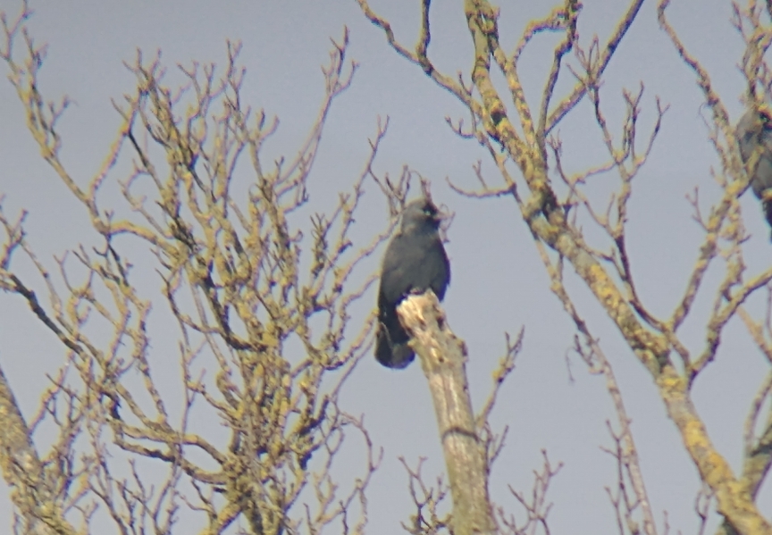 A jackdaw perched on a tree branch