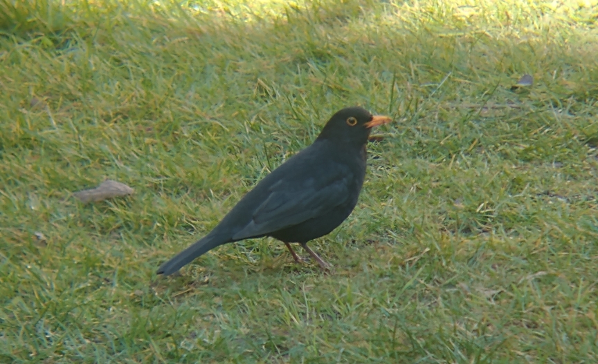 A male blackbird on the grass looking to the right