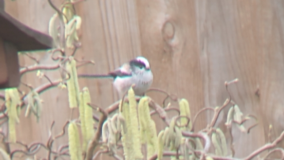 A long tailed tit sitting on a bush