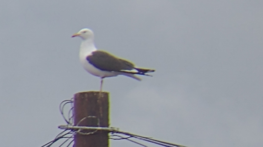 Lesser black backed gull on top of a telegraph pole