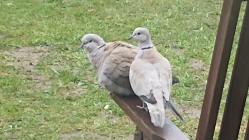 Two collared doves perching on a wooden garden chair