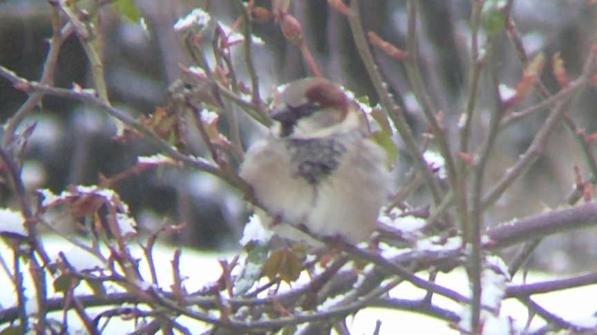 A male house sparrow sitting on a rose branch in the snow