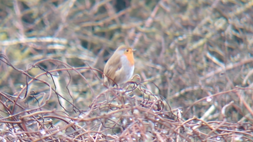 A profile shot of a robin sitting on a bush looking right