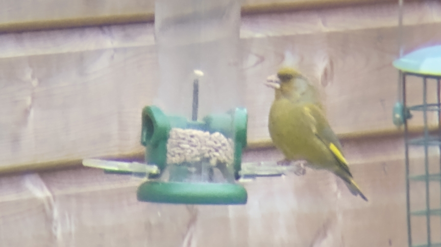 A greenfinch sitting on a bird feeder