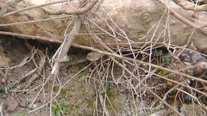 A chiffchaff hiding in loose twigs under a larger log, showing the yellowish chest and face