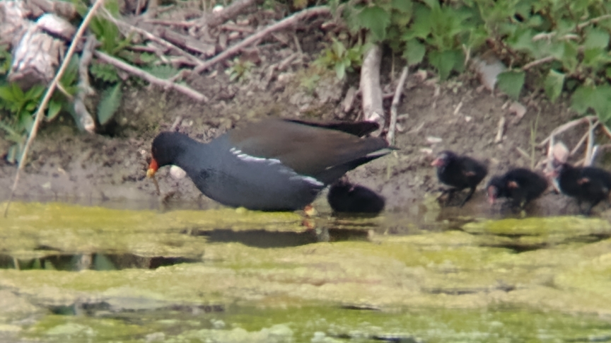 An adult moorhen with 3 chicks at the water's edge foraging for food