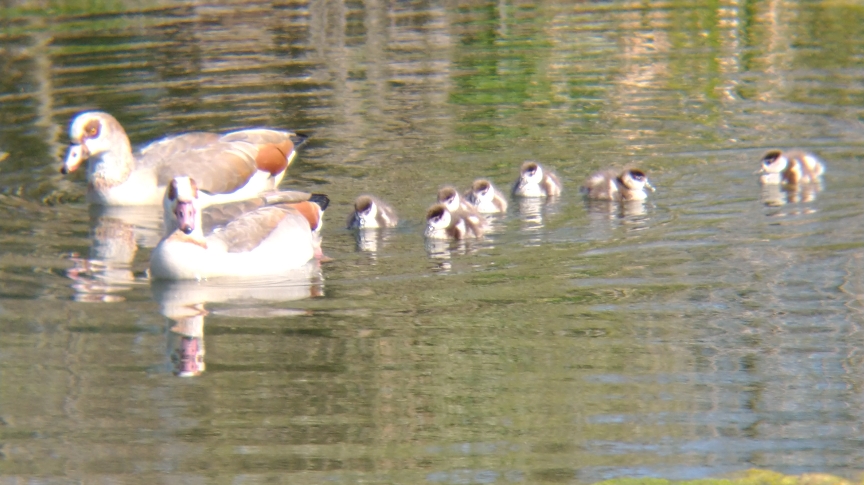 Two adult Egyptian Geese with all seven of their chicks swimming on the water