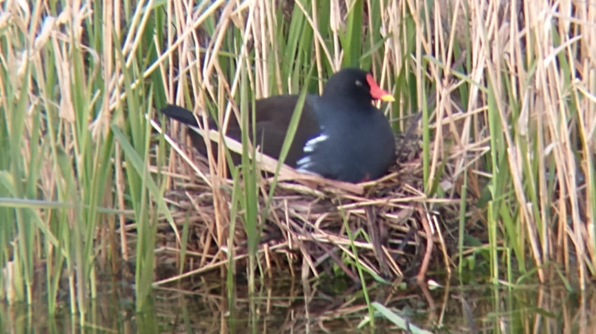 A moorhen nest on the water in a bunch of reeds