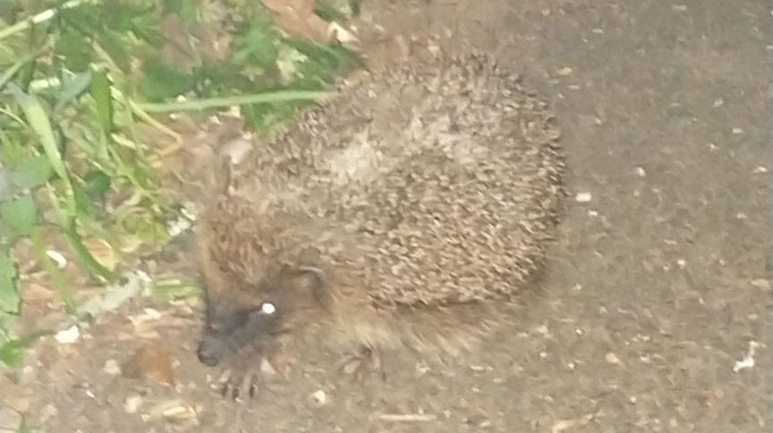 A close up photo of a hedgehog on a pathway