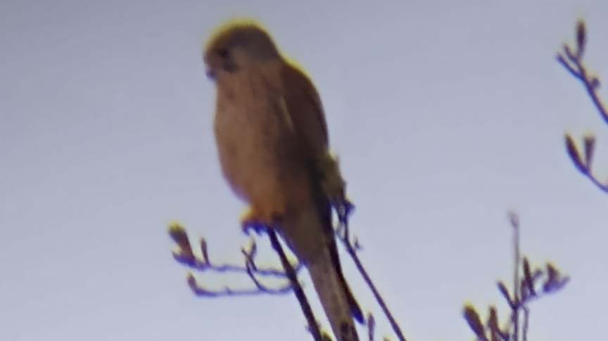 A close up of a kestrel perched on the top of a tree