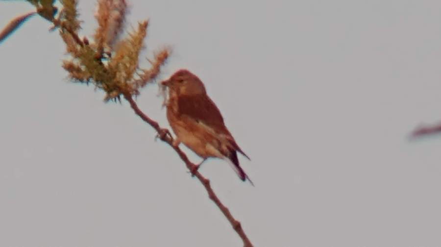A linnet on a thin branch eating seeds on the end of it